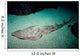 Shovelnose Guitarfish Eastern Pacific Wall Decal