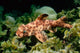 Horn Shark Pacific Ocean Wall Decal