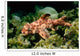 Horn Shark Pacific Ocean Wall Decal