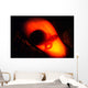 Unhatched Juvenile Swell Shark Wall Decal