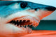 Head Shortfin Mako Shark Wall Decal