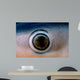 Close-up Eye Blue Shark Wall Decal