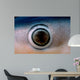 Close-up Eye Blue Shark Wall Decal