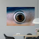 Close-up Eye Blue Shark Wall Decal