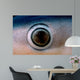 Close-up Eye Blue Shark Wall Decal
