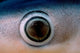 Close-up Eye Blue Shark Wall Decal