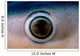 Close-up Eye Blue Shark Wall Decal