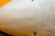 Close-up Ampullae Lorenzini Blue Wall Decal