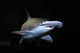 Bonnethead Shark Sphyrna Tiburo Wall Decal