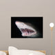 Sand Tiger Shark Carcharias Wall Decal