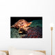 Triton's Trumpet Eats Crown-of-thorns Wall Decal