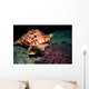 Triton's Trumpet Eats Crown-of-thorns Wall Decal
