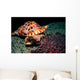 Triton's Trumpet Eats Crown-of-thorns Wall Decal