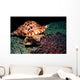 Triton's Trumpet Eats Crown-of-thorns Wall Decal
