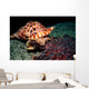 Triton's Trumpet Eats Crown-of-thorns Wall Decal