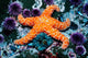 Ochre Starfish California Pacific Wall Decal Design 2