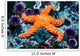 Ochre Starfish California Pacific Wall Decal Design 2