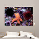 Ochre Starfish California Pacific Wall Decal Design 1