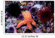 Ochre Starfish California Pacific Wall Decal Design 1