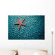 Fromia Species Sea Star Wall Decal