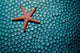 Fromia Species Sea Star Wall Decal