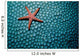 Fromia Species Sea Star Wall Decal