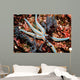 Tan Starfish Feeding Algae Wall Decal