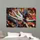 Tan Starfish Feeding Algae Wall Decal