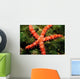 Bradley's Sea Star Feeding Wall Decal