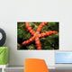 Bradley's Sea Star Feeding Wall Decal