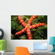 Bradley's Sea Star Feeding Wall Decal