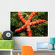Bradley's Sea Star Feeding Wall Decal