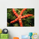 Bradley's Sea Star Feeding Wall Decal