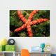Bradley's Sea Star Feeding Wall Decal