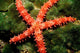 Bradley's Sea Star Feeding Wall Decal