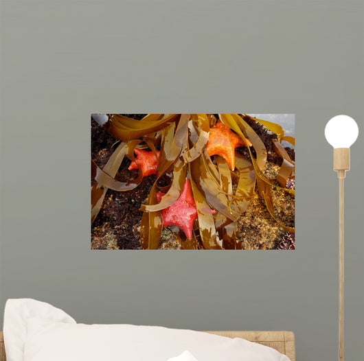 Tidepool with Bat Stars Wall Decal
