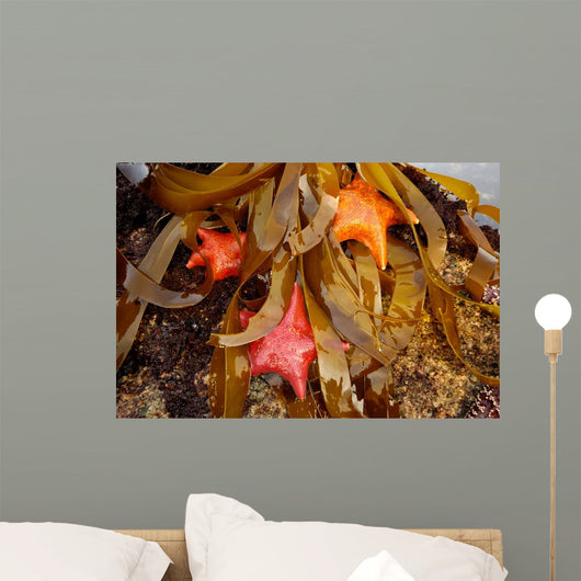 Tidepool with Bat Stars Wall Decal