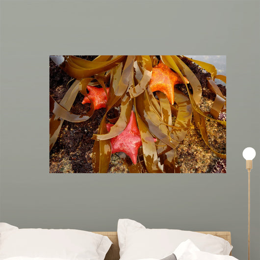 Tidepool with Bat Stars Wall Decal