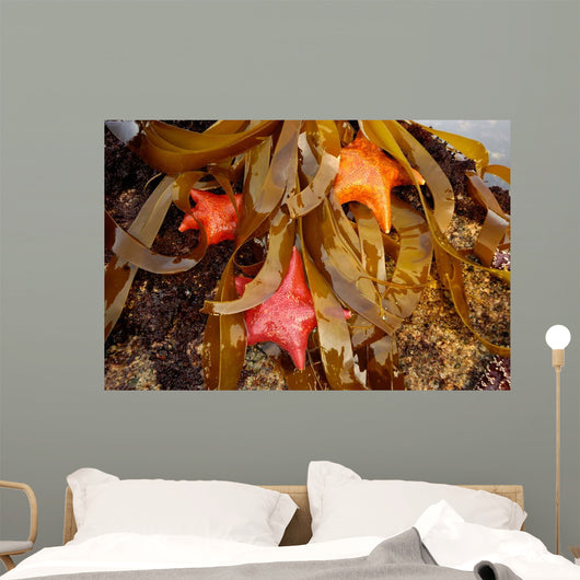 Tidepool with Bat Stars Wall Decal
