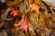 Tidepool with Bat Stars Wall Decal