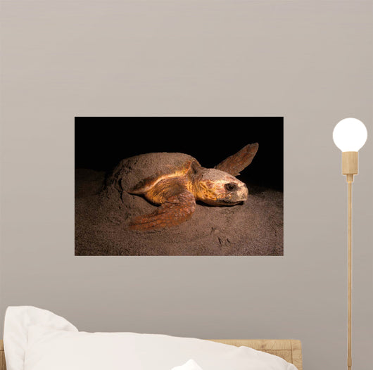 Loggerhead Turtle Nesting Beach Wall Decal