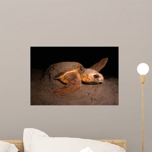 Loggerhead Turtle Nesting Beach Wall Decal