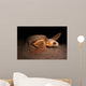 Loggerhead Turtle Nesting Beach Wall Decal