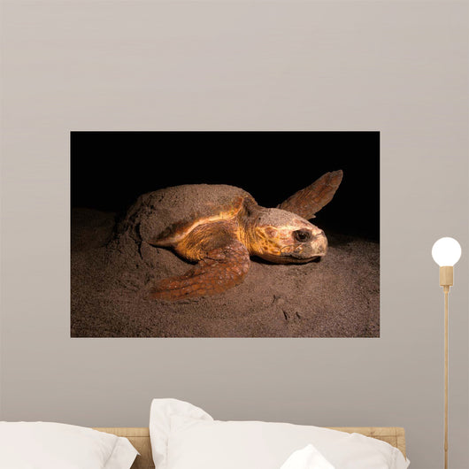 Loggerhead Turtle Nesting Beach Wall Decal