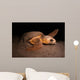 Loggerhead Turtle Nesting Beach Wall Decal
