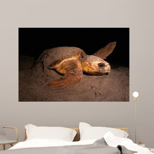 Loggerhead Turtle Nesting Beach Wall Decal