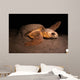 Loggerhead Turtle Nesting Beach Wall Decal