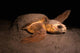Loggerhead Turtle Nesting Beach Wall Decal