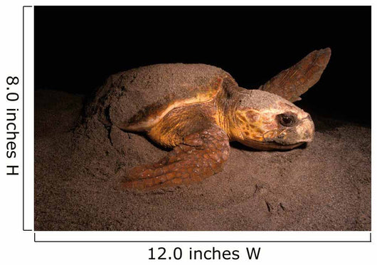 Loggerhead Turtle Nesting Beach Wall Decal