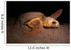Loggerhead Turtle Nesting Beach Wall Decal